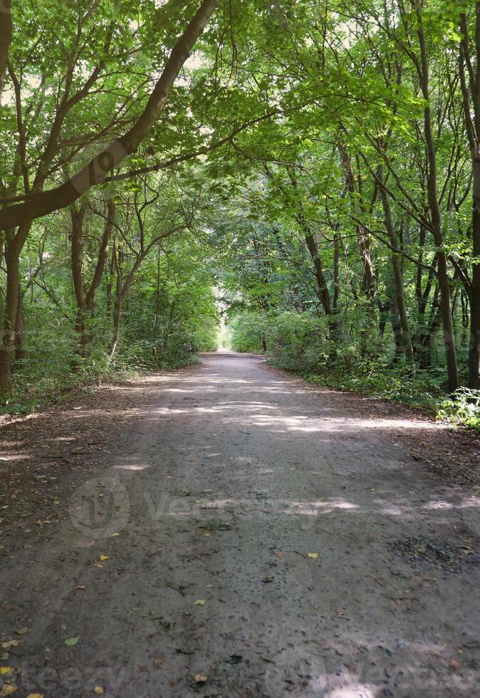 Forest road in a green forest with sun rays in sunny daytime. Green trees and bushes close to ground path photo