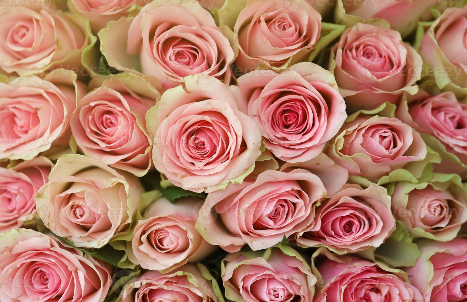 Bouquet of colorful roses as background, closeup. Pink flowers photo