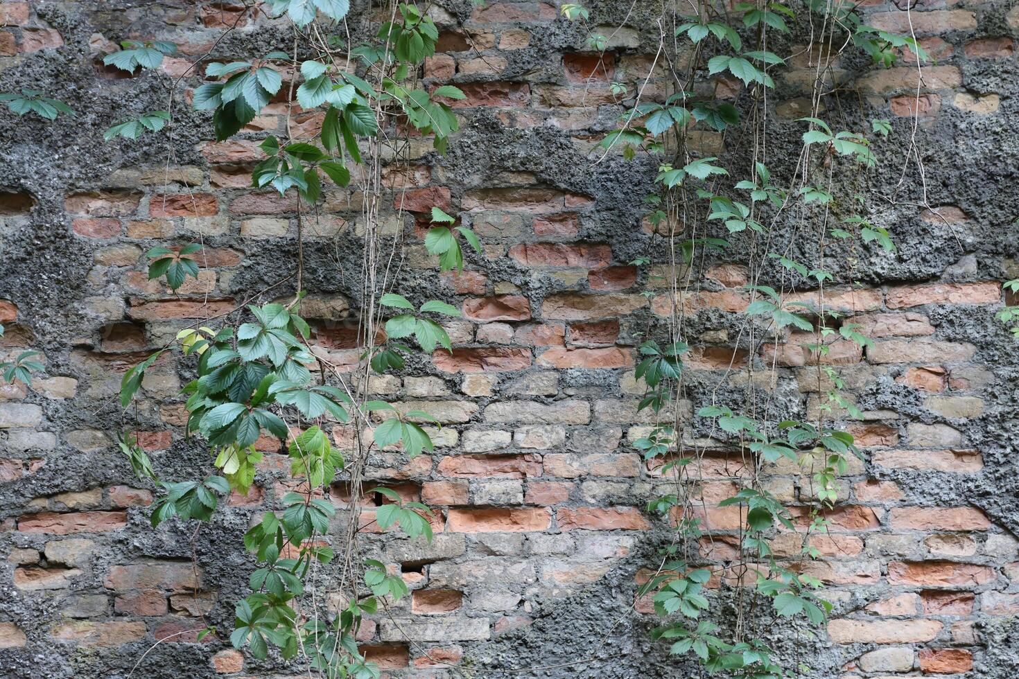 Very old brick stone wall of castle or fortress of 18th century. Full frame wall with obsolete dirty and cracked bricks photo