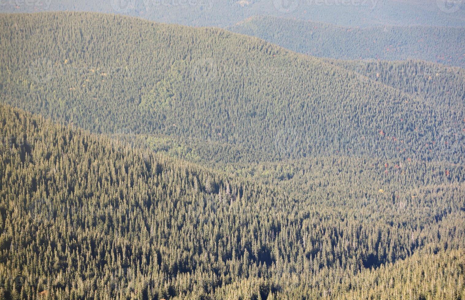 Hilly mountains terrain with fir trees and rough relief. Coniferous forest in the foreground. Tourism, travel photo