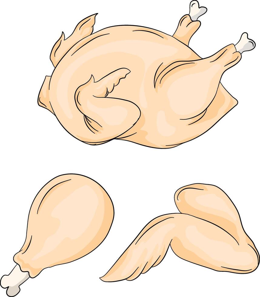 A set of raw chicken pieces. Chicken legs, wings and whole peeled chicken. Flat cartoon vector illustration isolated on white background.