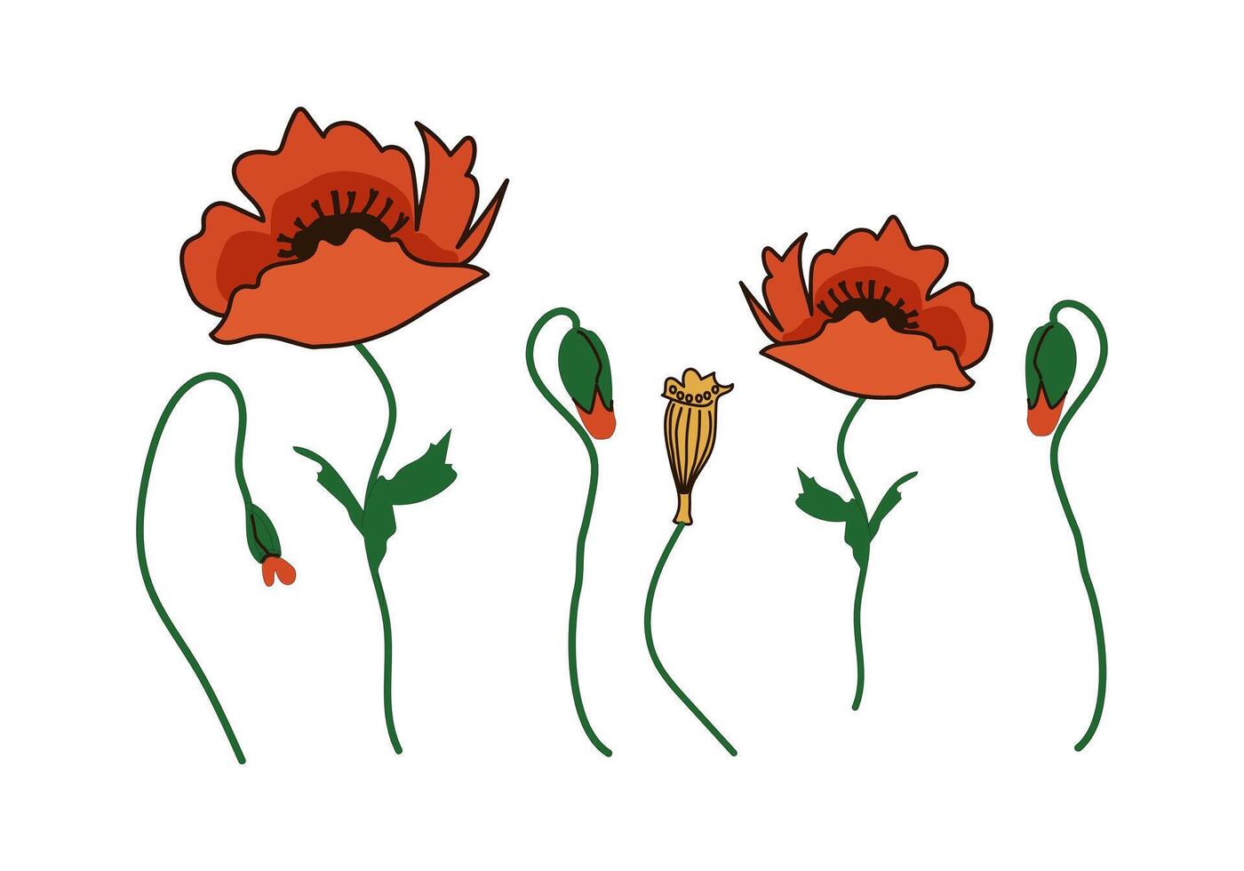 Red poppy flower with buds and seed pods - vector illustration, design element for packaging, web, cards, textile, decoration