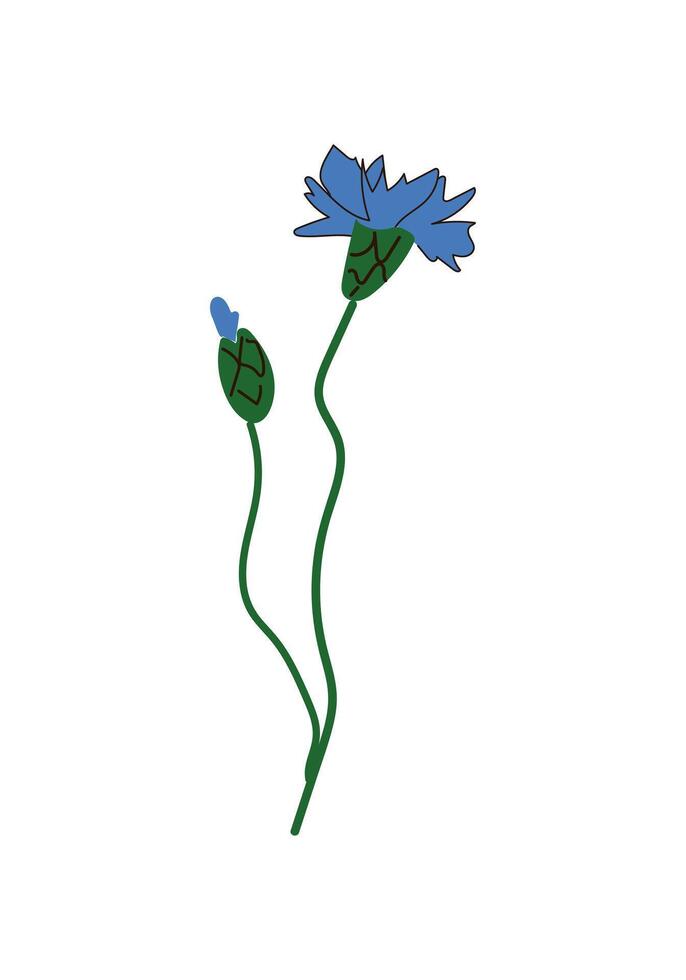 Blue cornflower with bud - vector illustration, design element for packaging, web, cards, textile, decoration