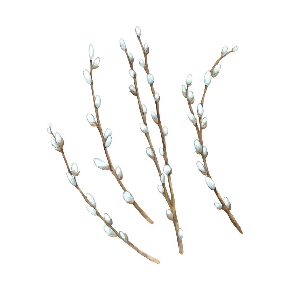 Watercolor set of willow branches. Easter holiday illustration hand drawn. Sketch on isolated background for greeting cards, invitations, happy holidays, posters vector