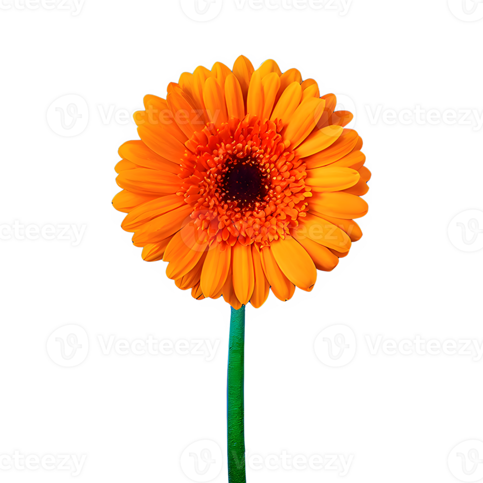 AI generated Gerbera daisy flower isolated on transparent background png
