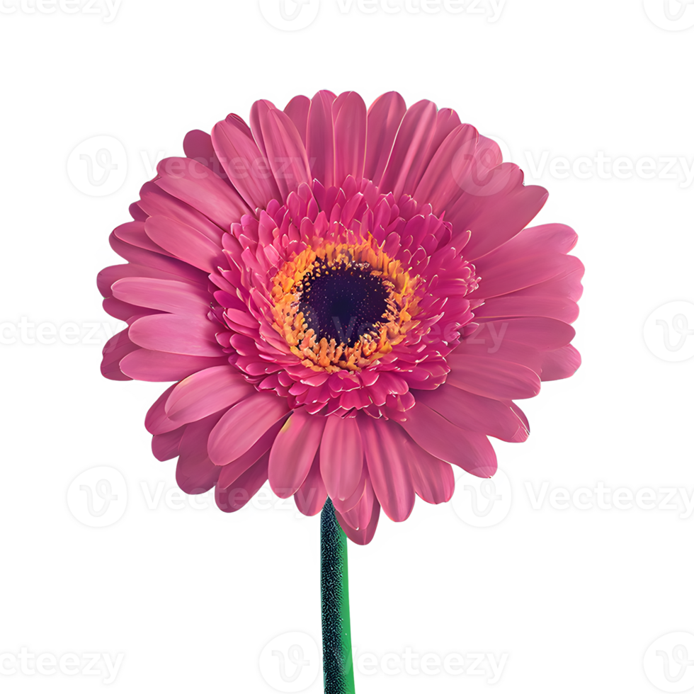 AI generated Gerbera daisy flower isolated on transparent background png