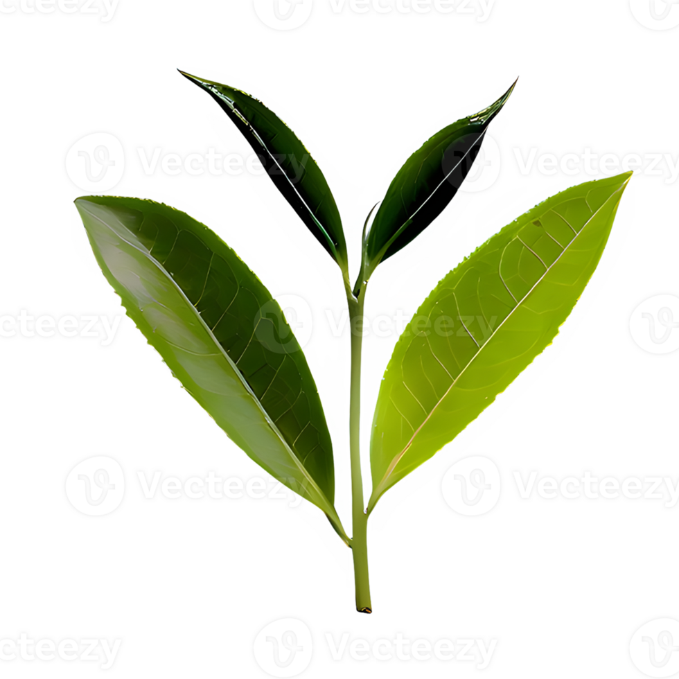 AI generated Green tea leaves isolated on transparent background png