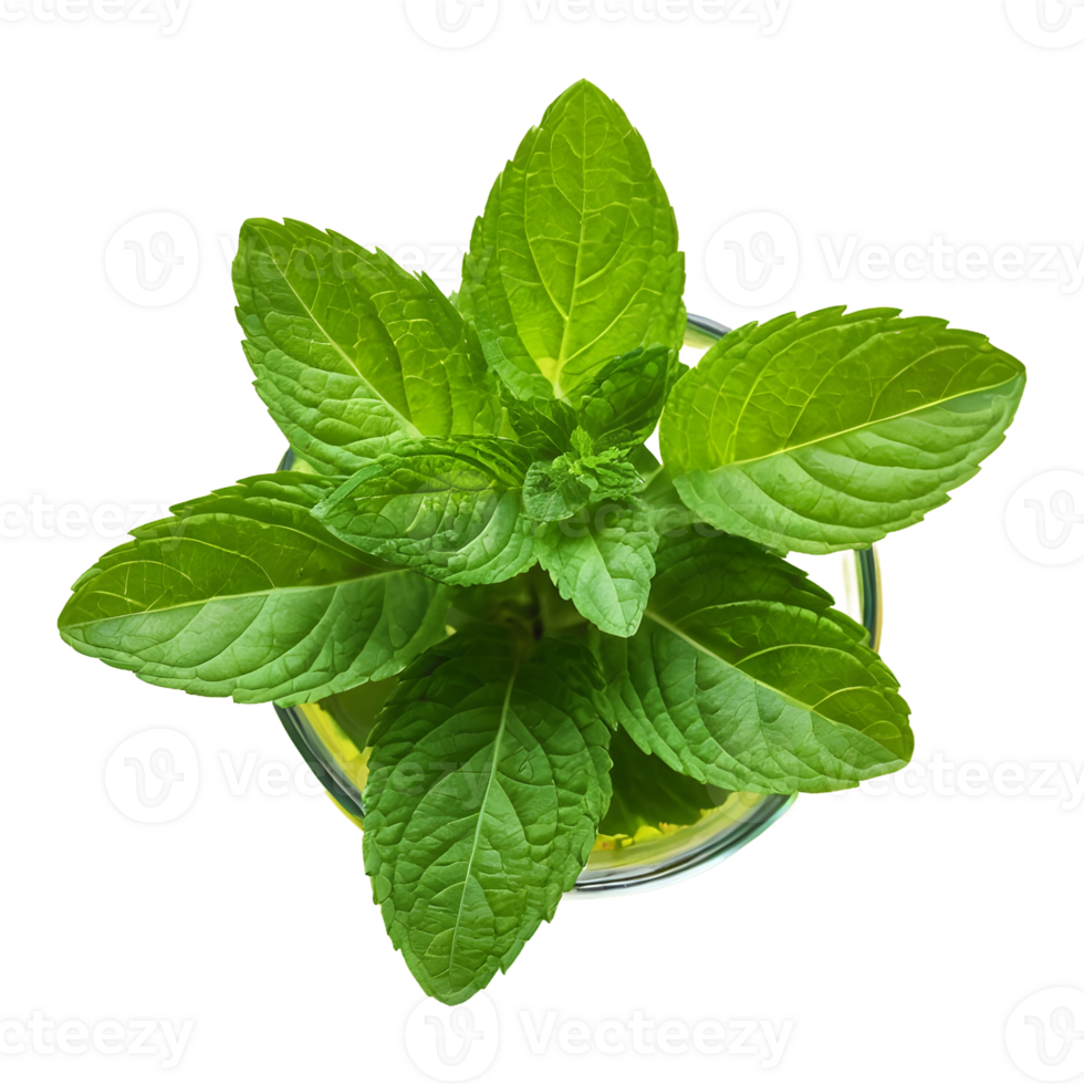 AI generated Mint in green on transparent background isolated 38243133 PNG