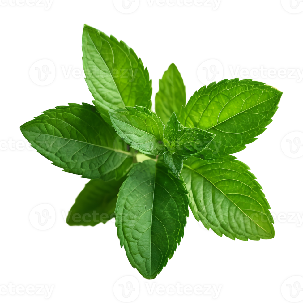 AI generated Mint in green on transparent background isolated png