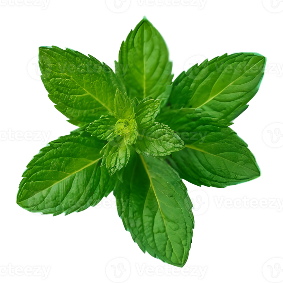 AI generated Mint in green on transparent background isolated png