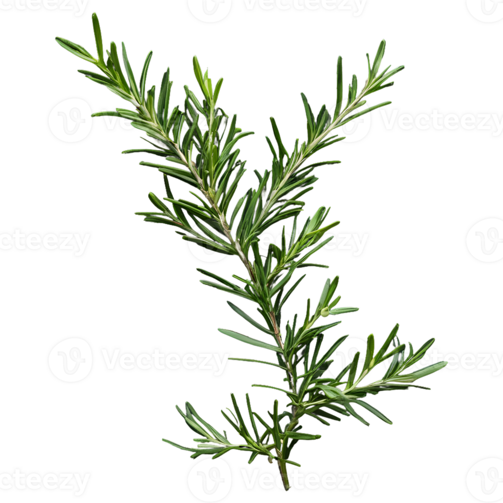 AI generated Rosemary branches against black isolated png