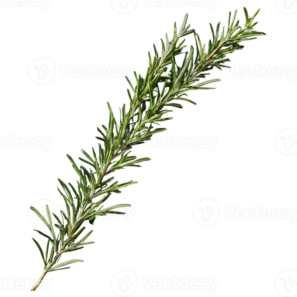 AI generated Rosemary branches against black isolated png