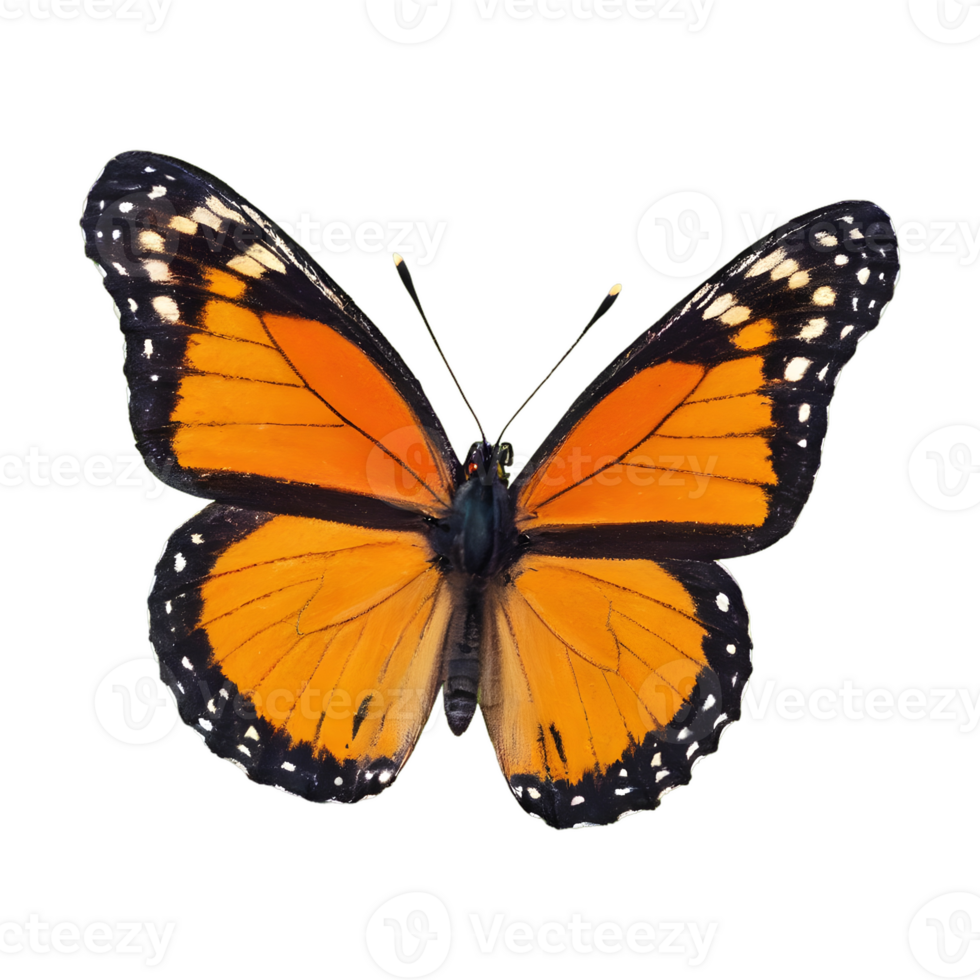 AI generated Orange and black butterfly isolated png