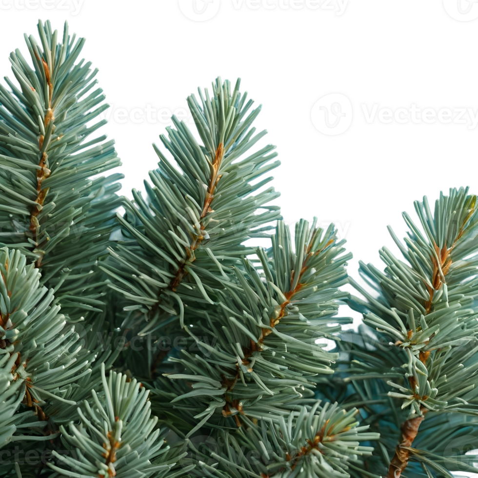 AI generated Christmas card featuring blue spruce and wintry branches isolated png