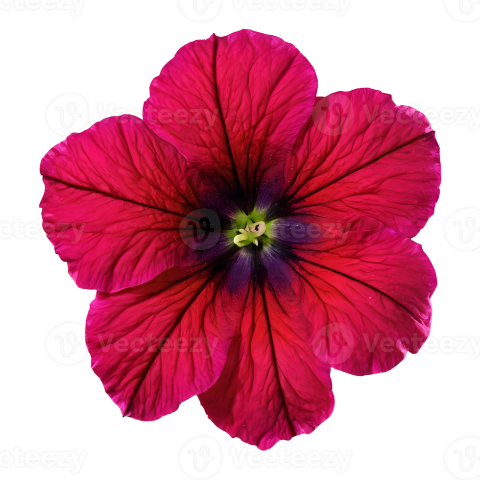 AI generated Petunia flowers magnified in macro photography isolated png