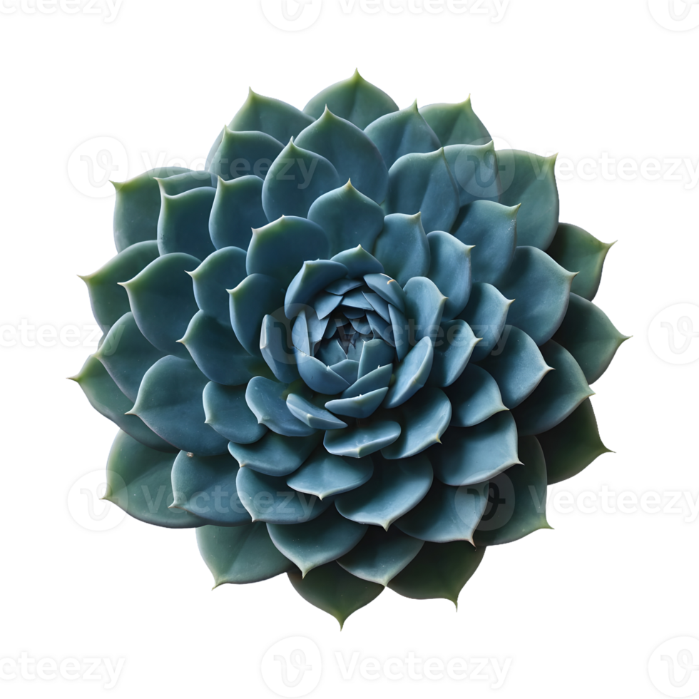 AI generated Classic blue succulents isolated as png clip art with a deep blue swatch for print and web design in the color of the year isolated