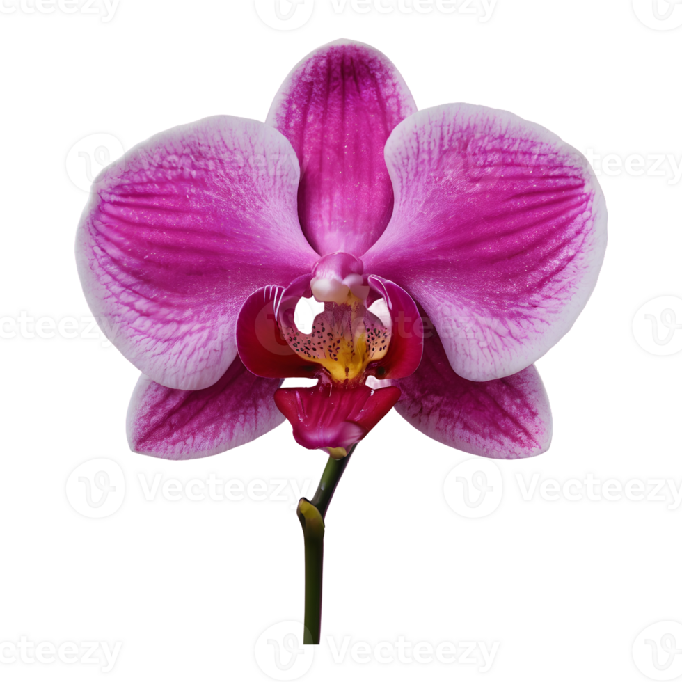 AI generated Orchid flower s exquisite intricacy isolated png