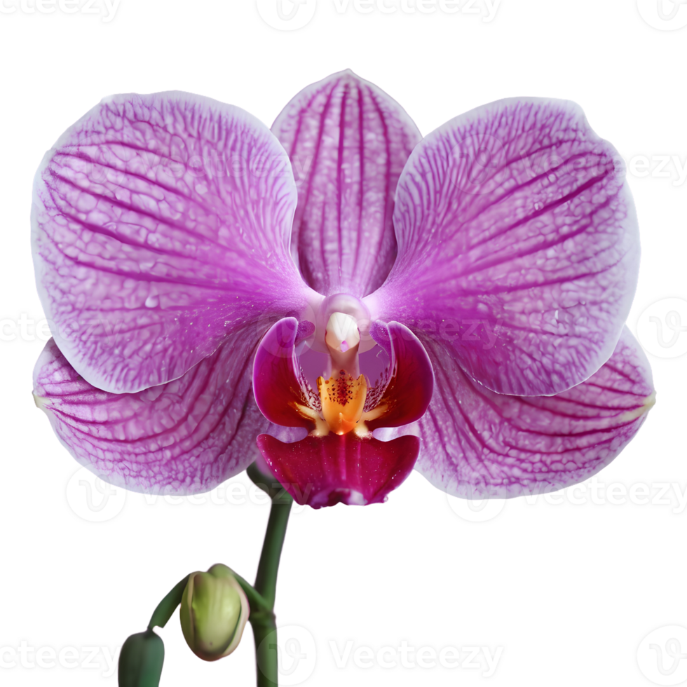 AI generated Orchid flower s exquisite intricacy isolated png