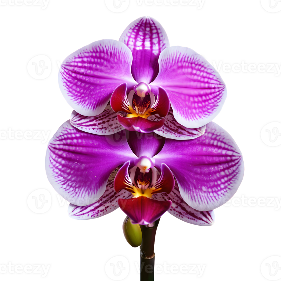 AI generated Pink orchid flowers on a transparent background isolated png