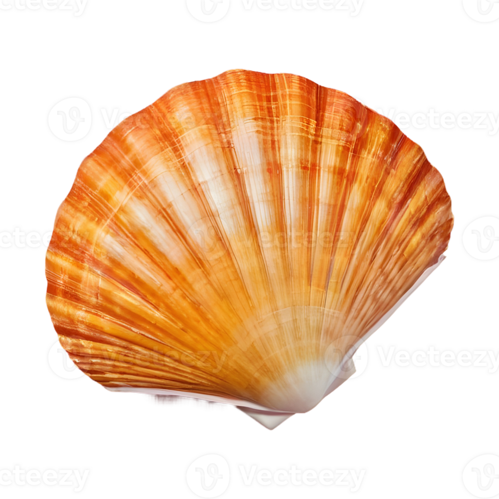 AI generated Transparent background with shells isolated png