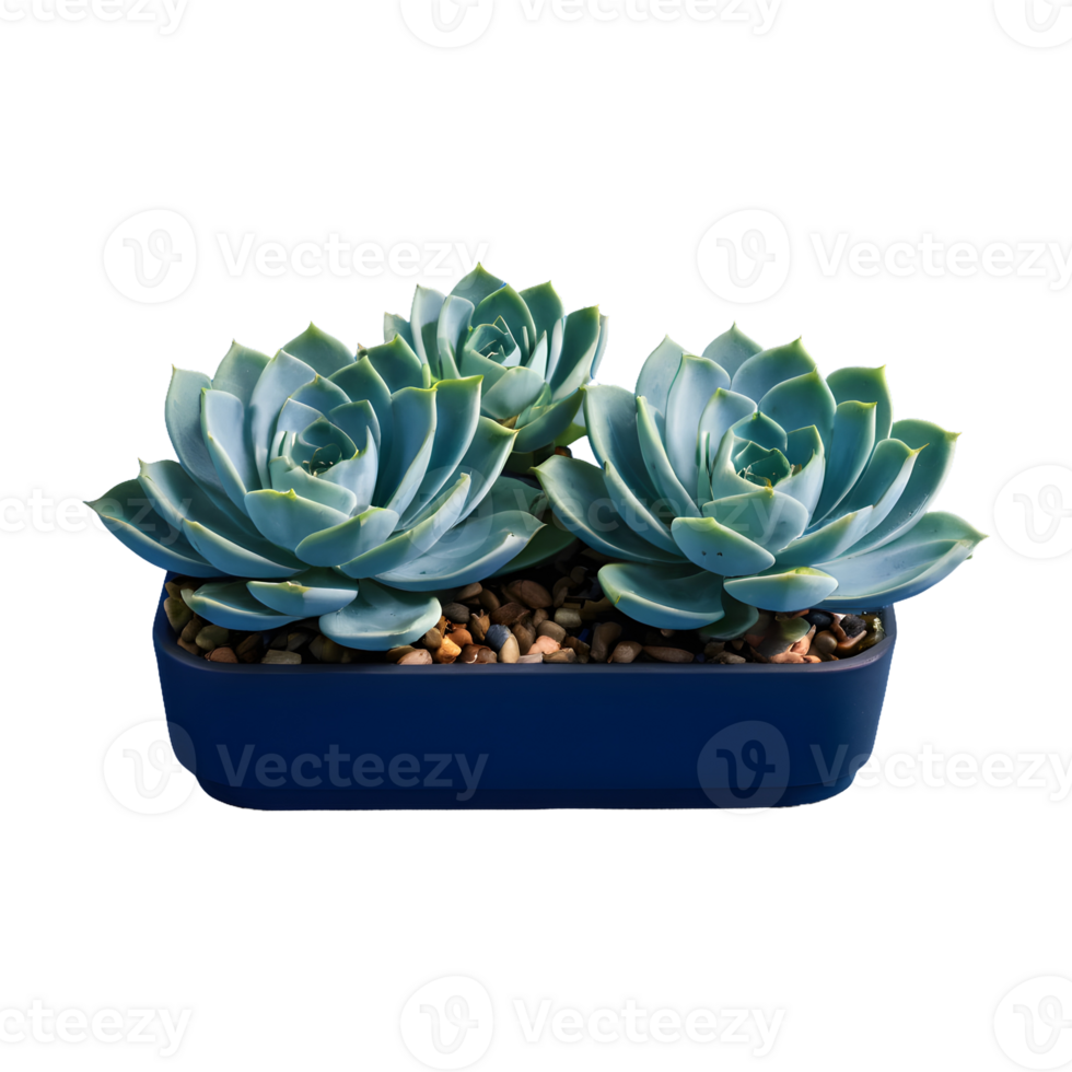 AI generated Classic blue succulents isolated as png clip art with a deep blue swatch for print and web design in the color of the year isolated
