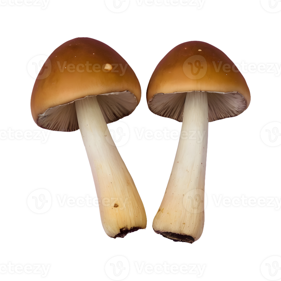 AI generated Isolated pair of cheap mushrooms isolated png