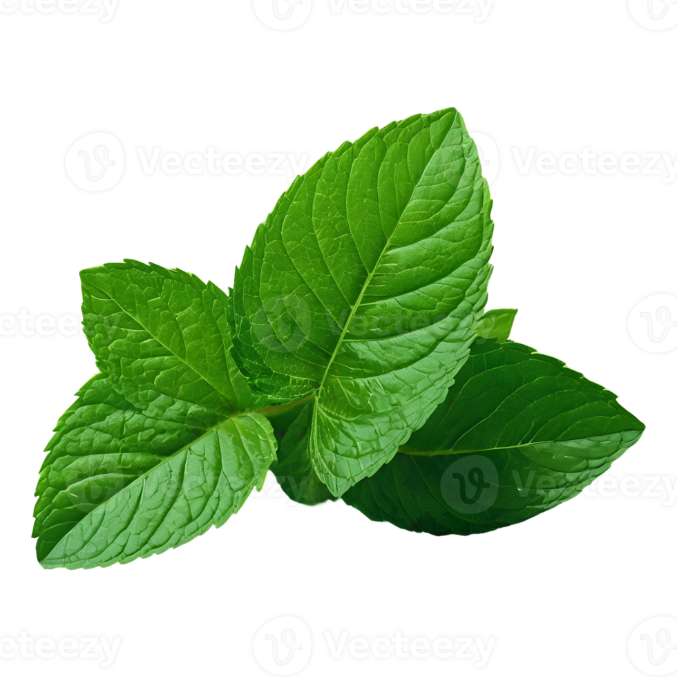 AI generated Health benefits of green and fresh mint leaves isolated png