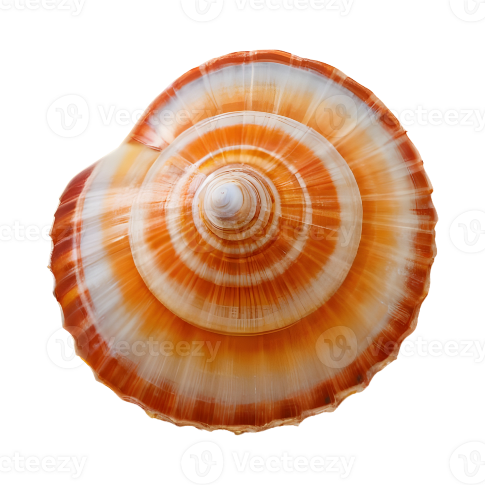AI generated Transparent background with shells isolated png