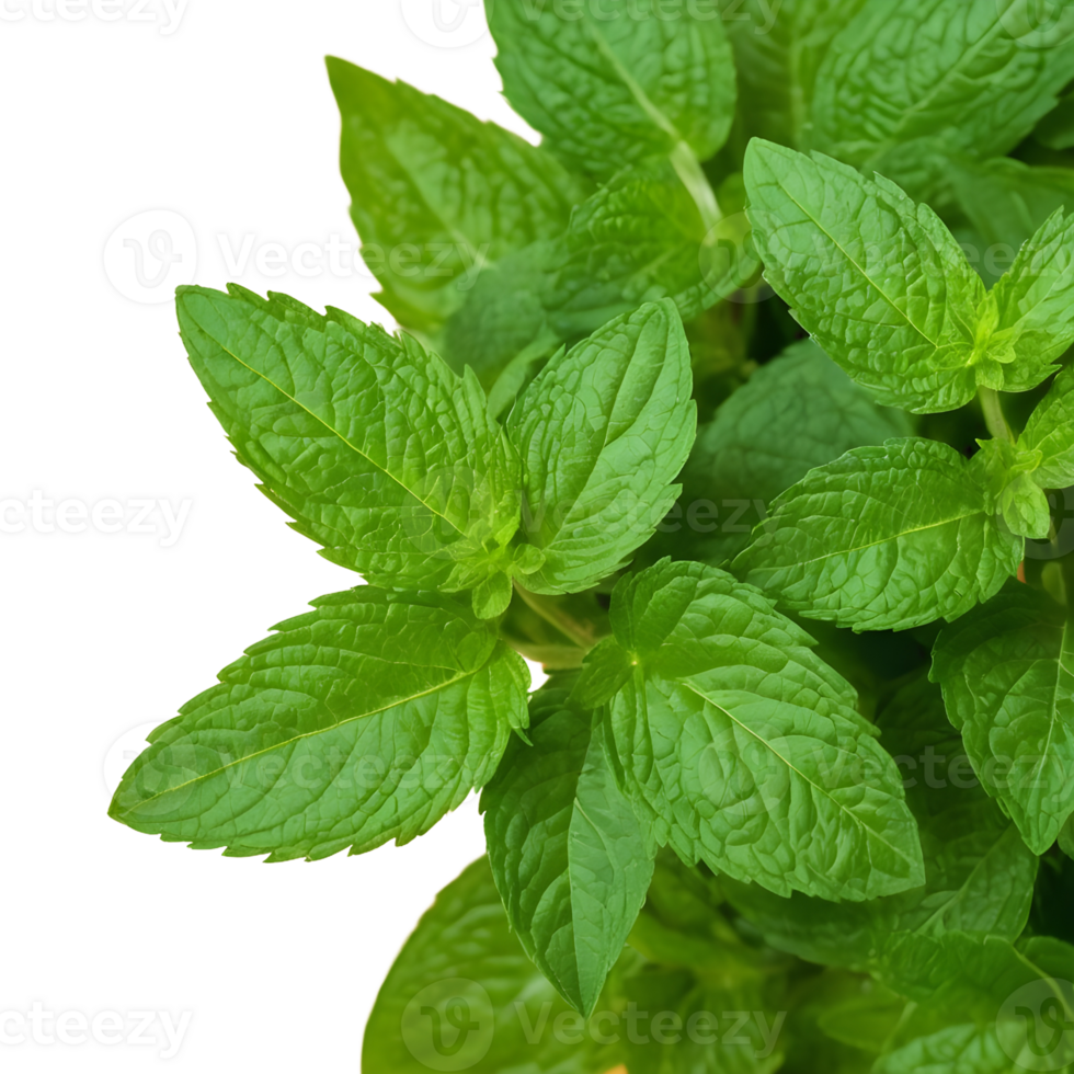 AI generated Health benefits of green and fresh mint leaves isolated 38243317 PNG