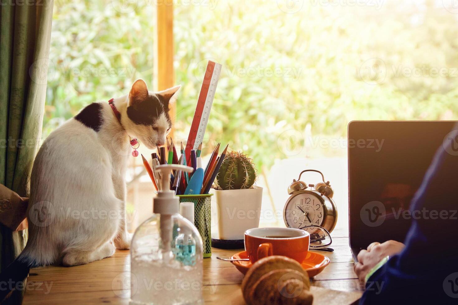 mujer utilizando ordenador portátil trabajando y limpiar manos con alcohol bebida café taza caliente a hogar foto