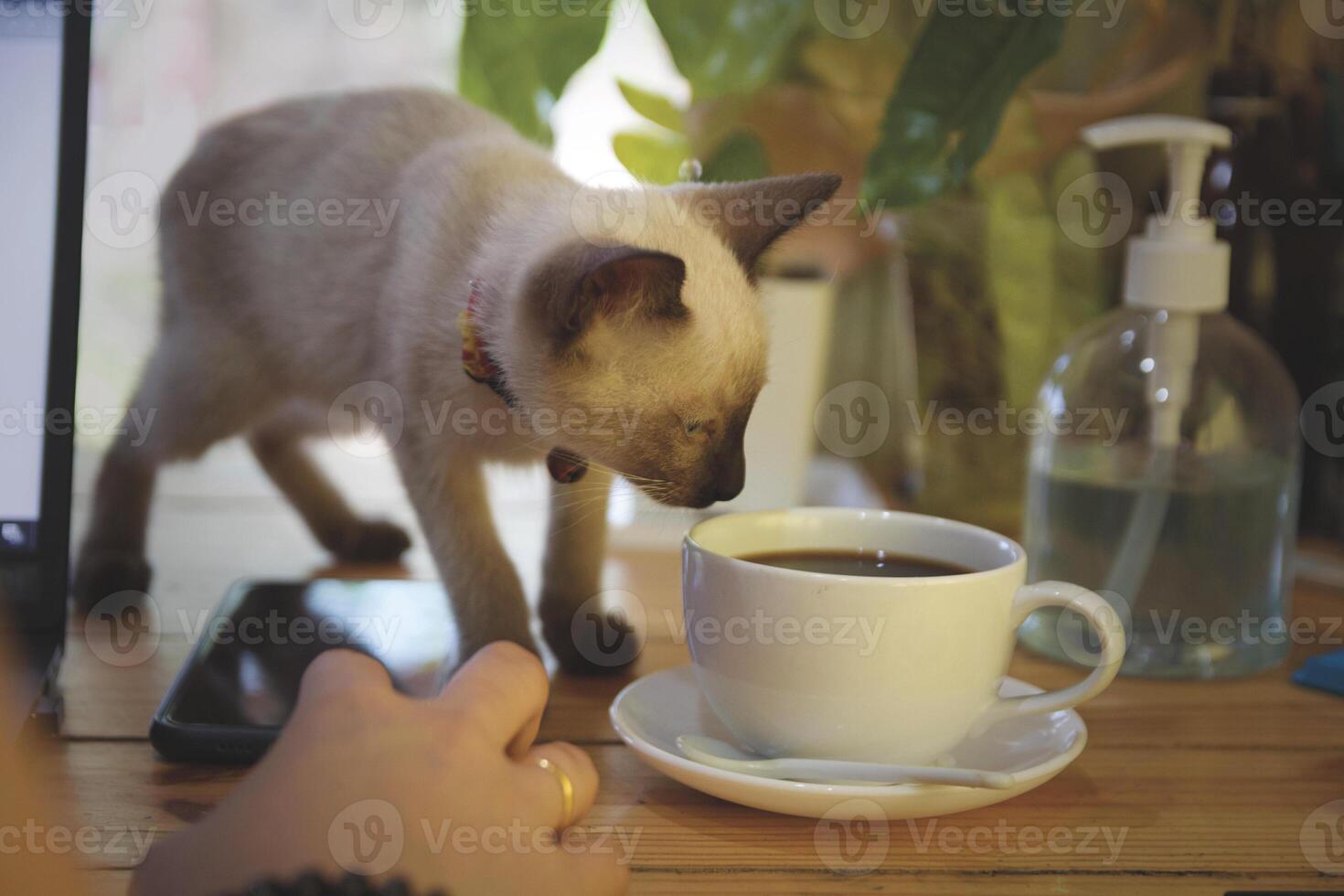 Coffee cup hot on wooden old table in the morning photo