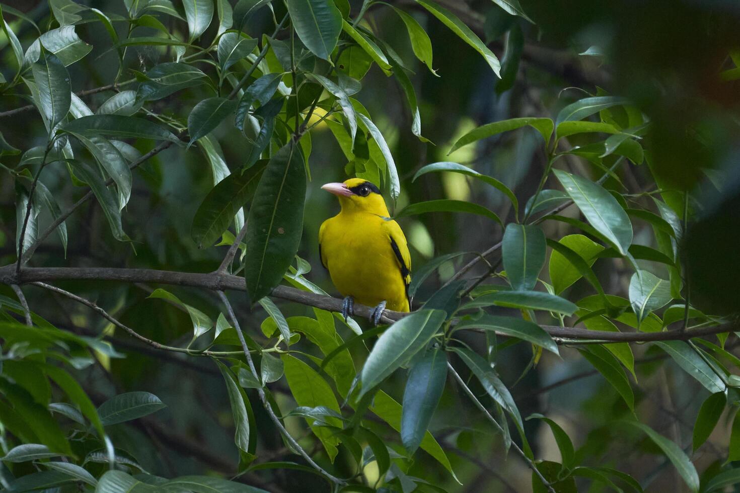 Yellow bird, Black-naped oriole, sits on a mango tree in the forest. photo