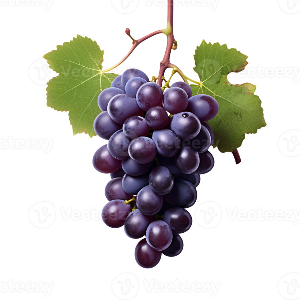 AI generated Fresh Grapes Purple Grapes Grapes on the Vine No Background png