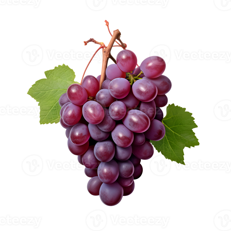 AI generated Fresh Grapes Purple Grapes Grapes on the Vine No Background png