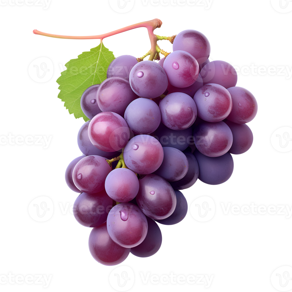 ai gerado fresco uvas roxa uvas uvas em a videira não fundo png