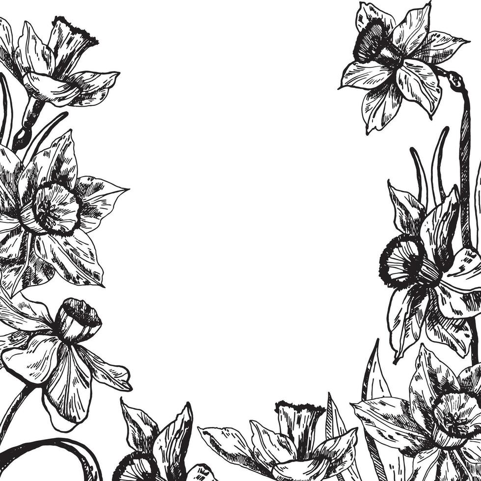 un marco con narciso flores para marzo 8vo. narcisos destacado en un blanco antecedentes. narciso flores, hecho a mano en tinta. vector gráficos de flores De las mujeres día.