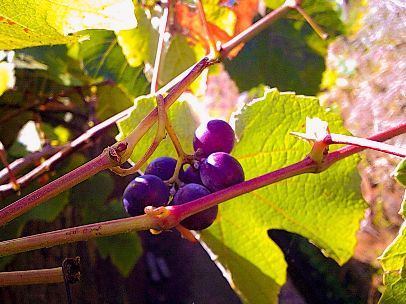 Red Grapes Plant Porto da Cruz, Madeira Island Summer photo