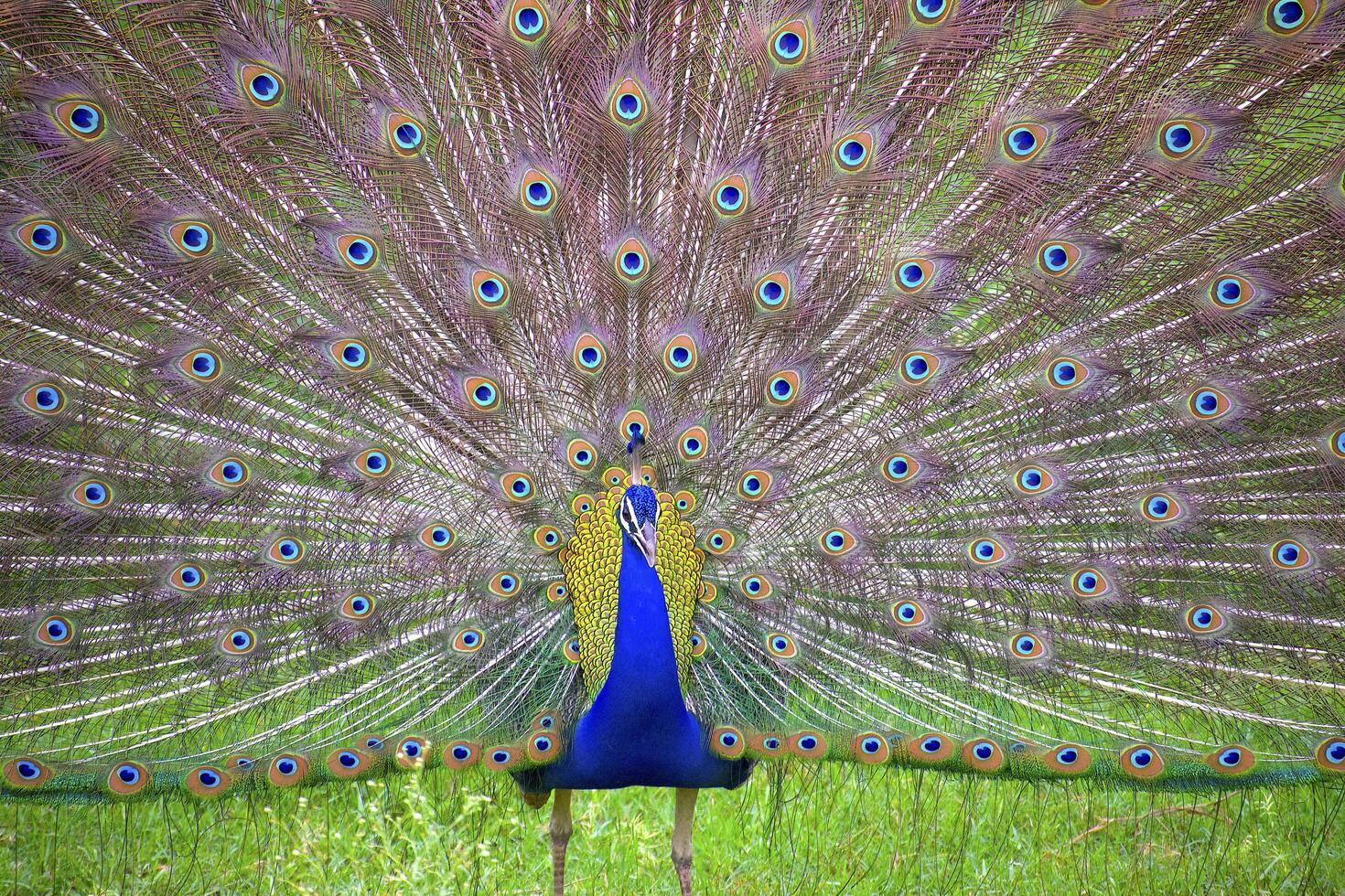 Indian Peafowl Showcases Vibrant Feathers photo