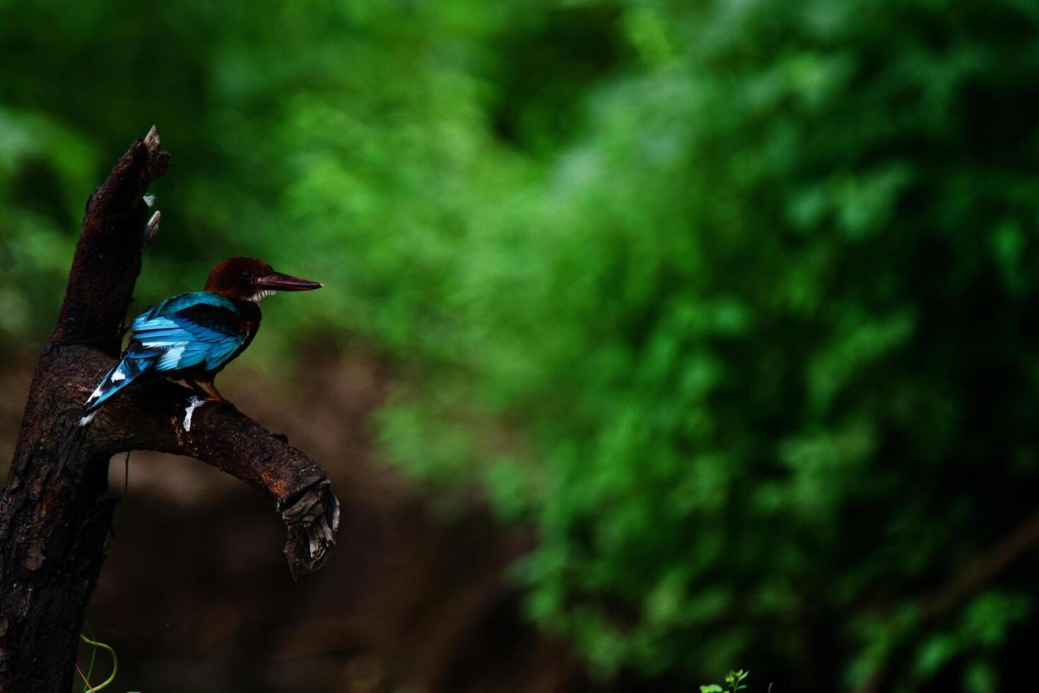 Vibrant Alcedinidae- Diverse Kingfishers Worldwide photo