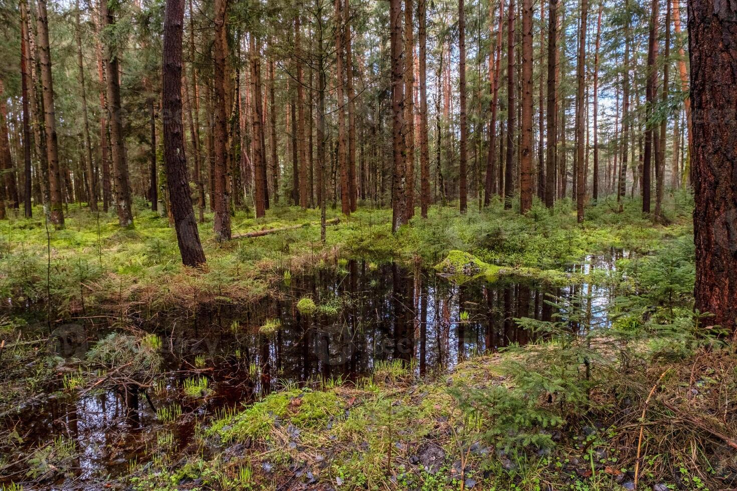 Bog and pine forest landscape photo
