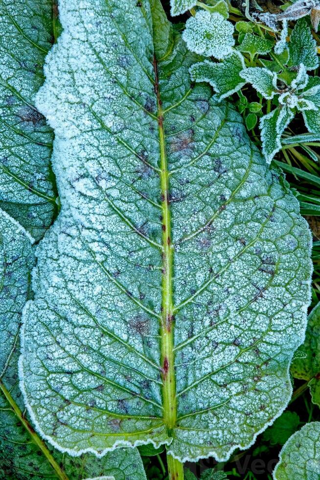 Frost on green leaves at winter photo