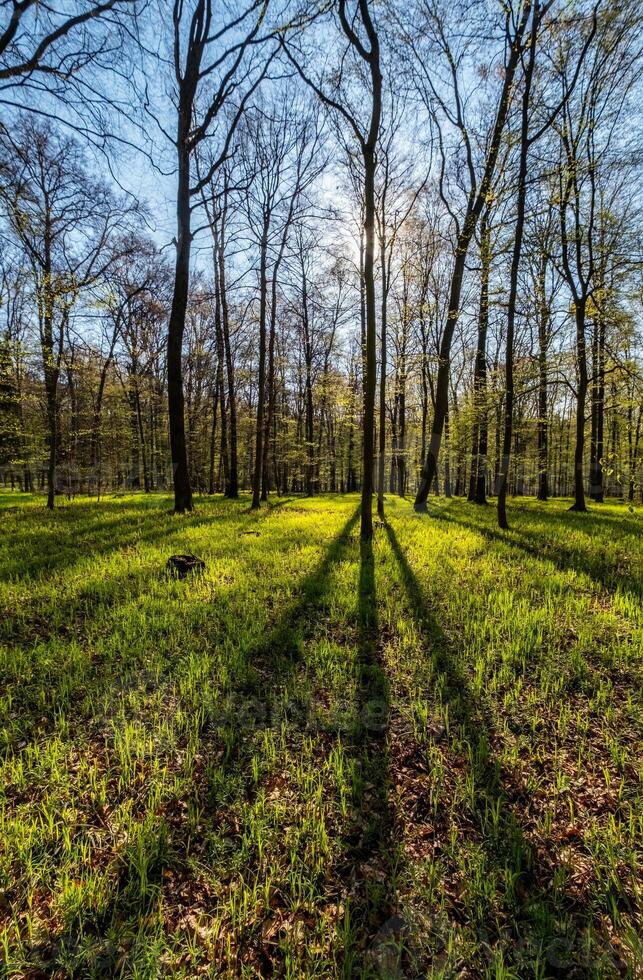 Landscape in spring forest with shadows photo