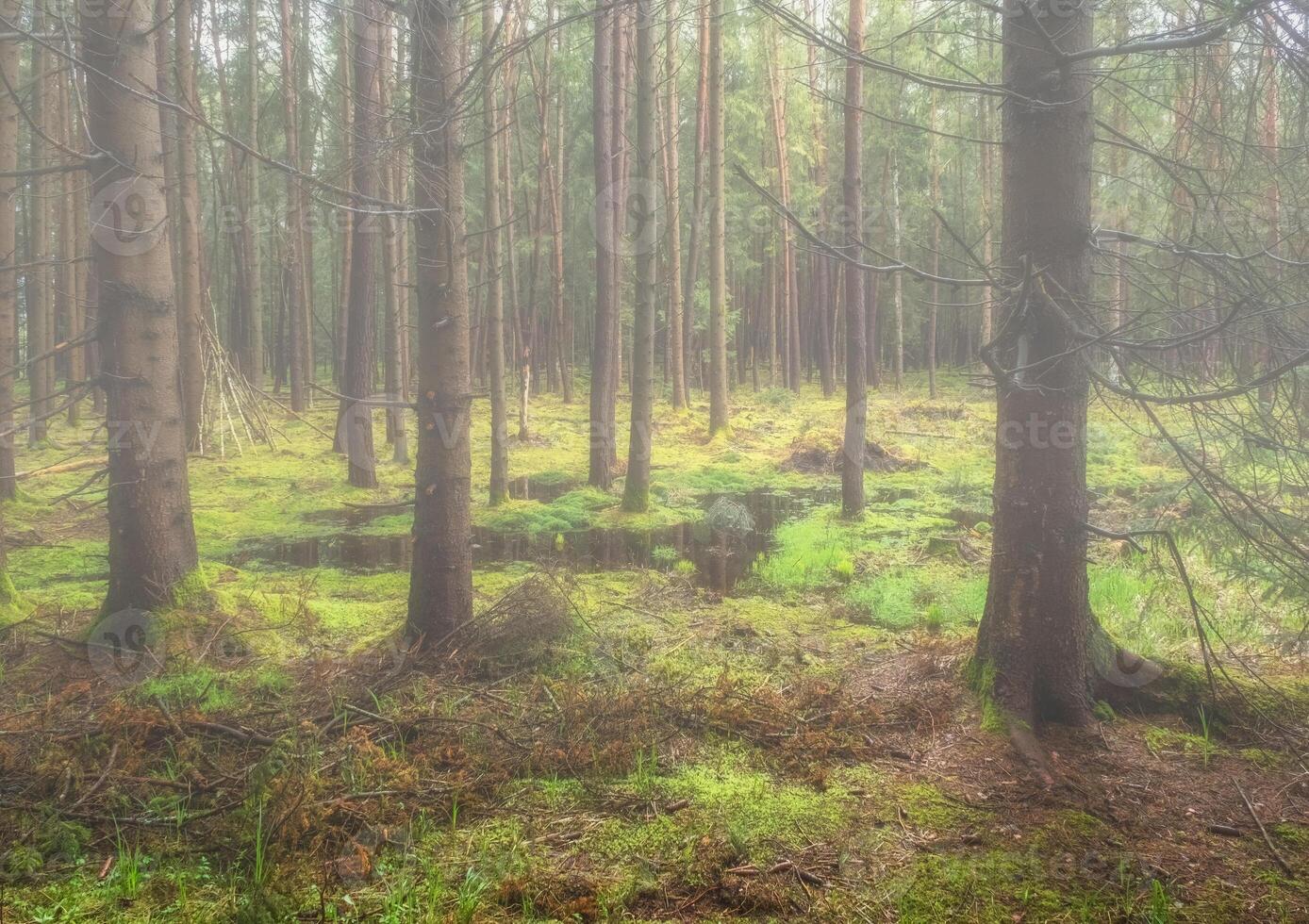 Bog and pine forest in fog photo