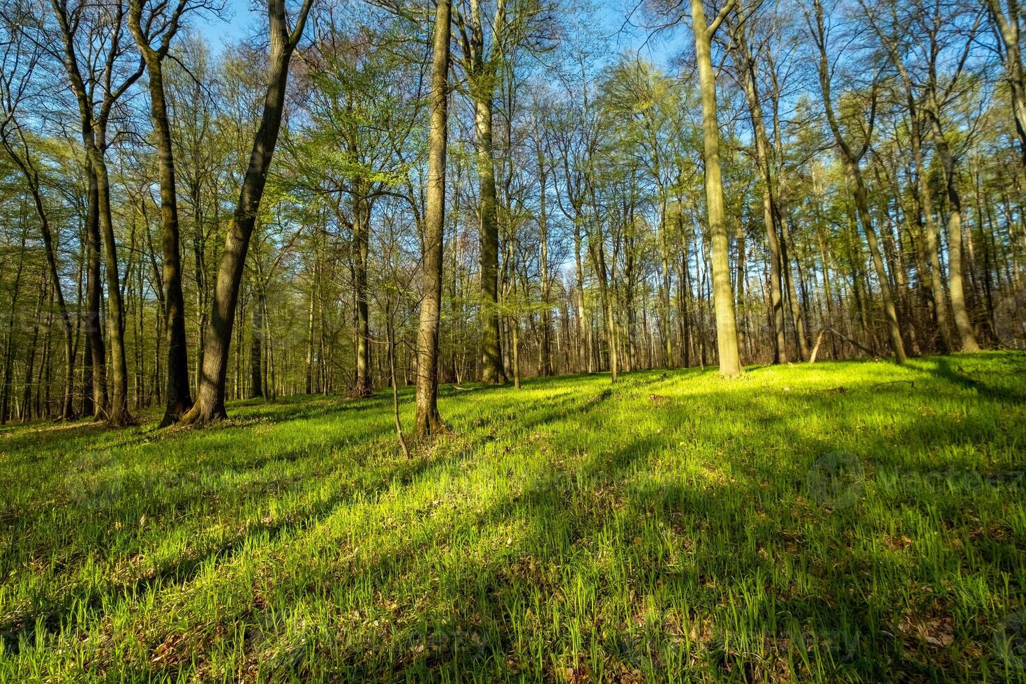 Landscape in spring forest with shadows photo