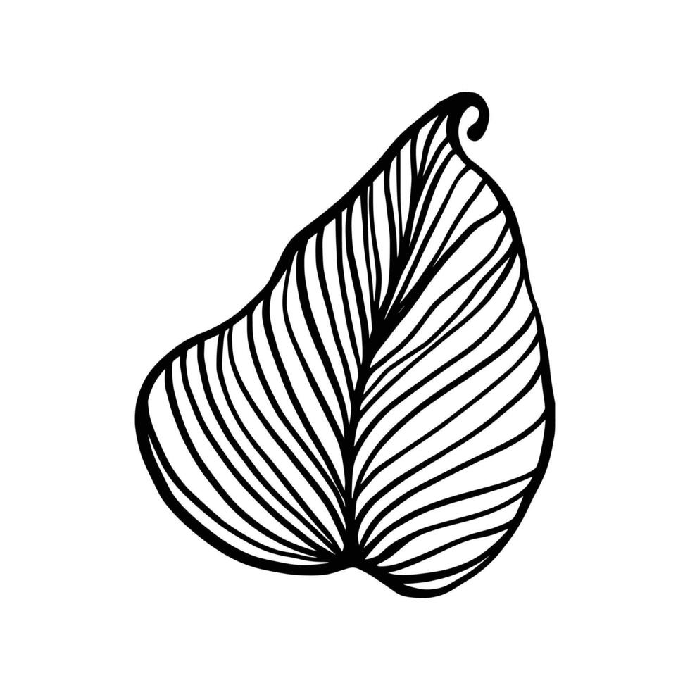 Single Leaf Line Art Illustration Isolated in White. Floral decoration branch leaf plant line. Modern single line art, aesthetic contour. Perfect for home decor such as posters, wall art, tote bag etc vector