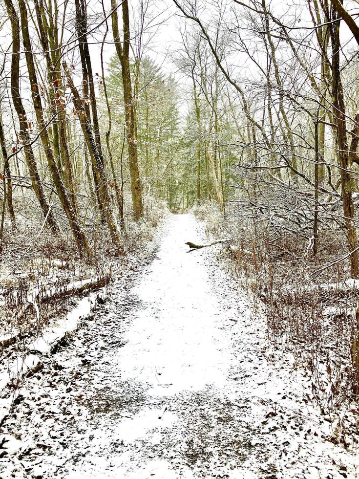 Hiking in snow photo