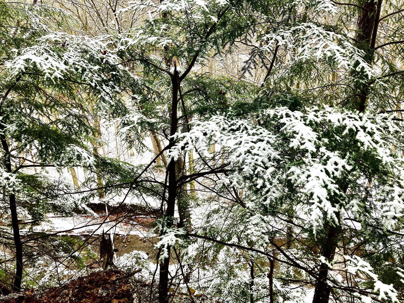 Fresh snow fall on pine trees photo