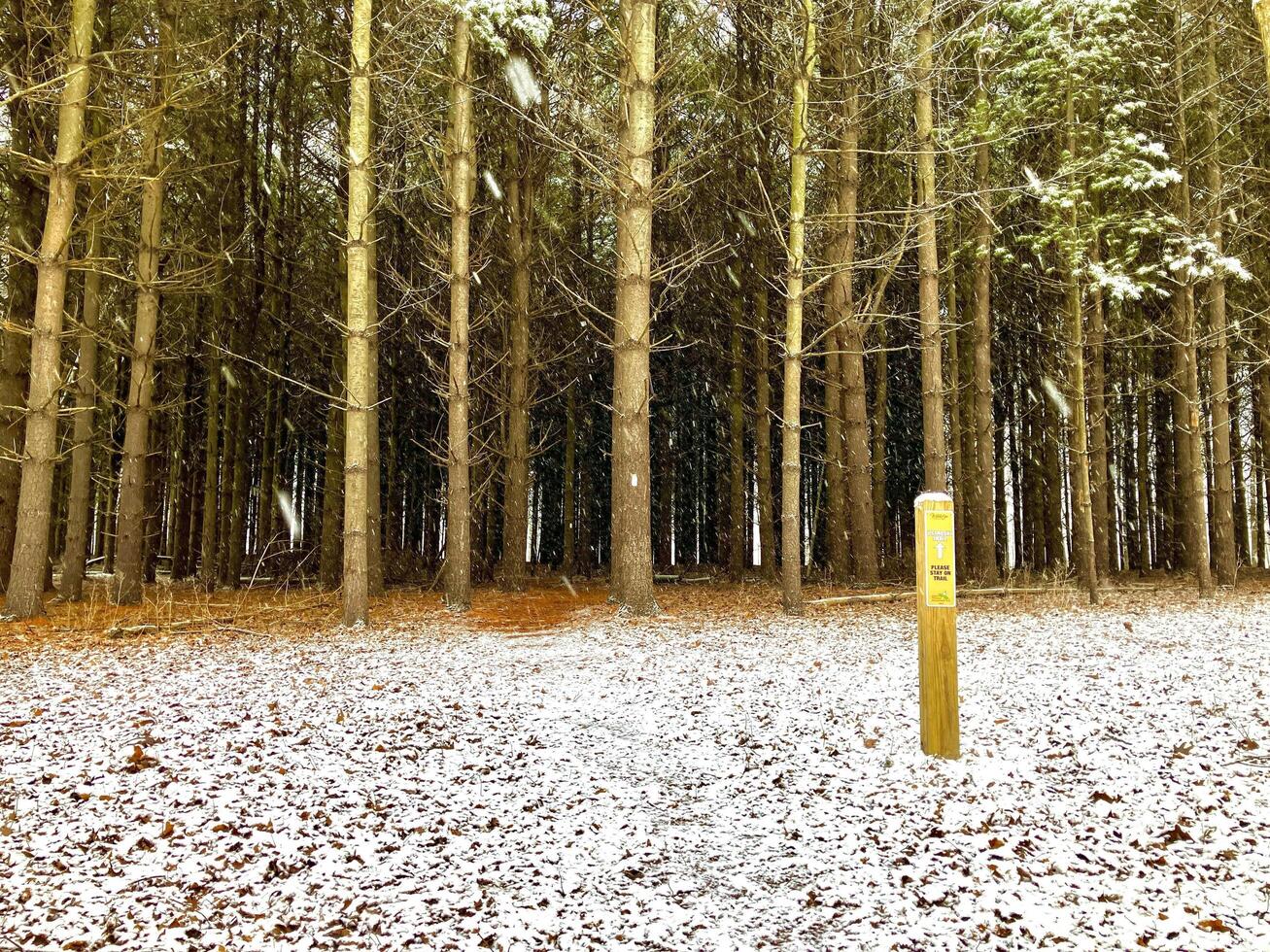 Hiking trail into pine trees photo