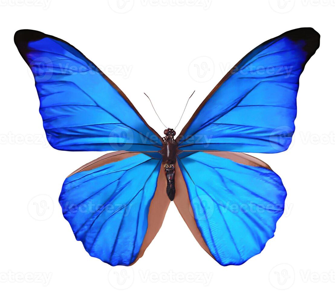 Blue Butterfly highlighted on a white background photo