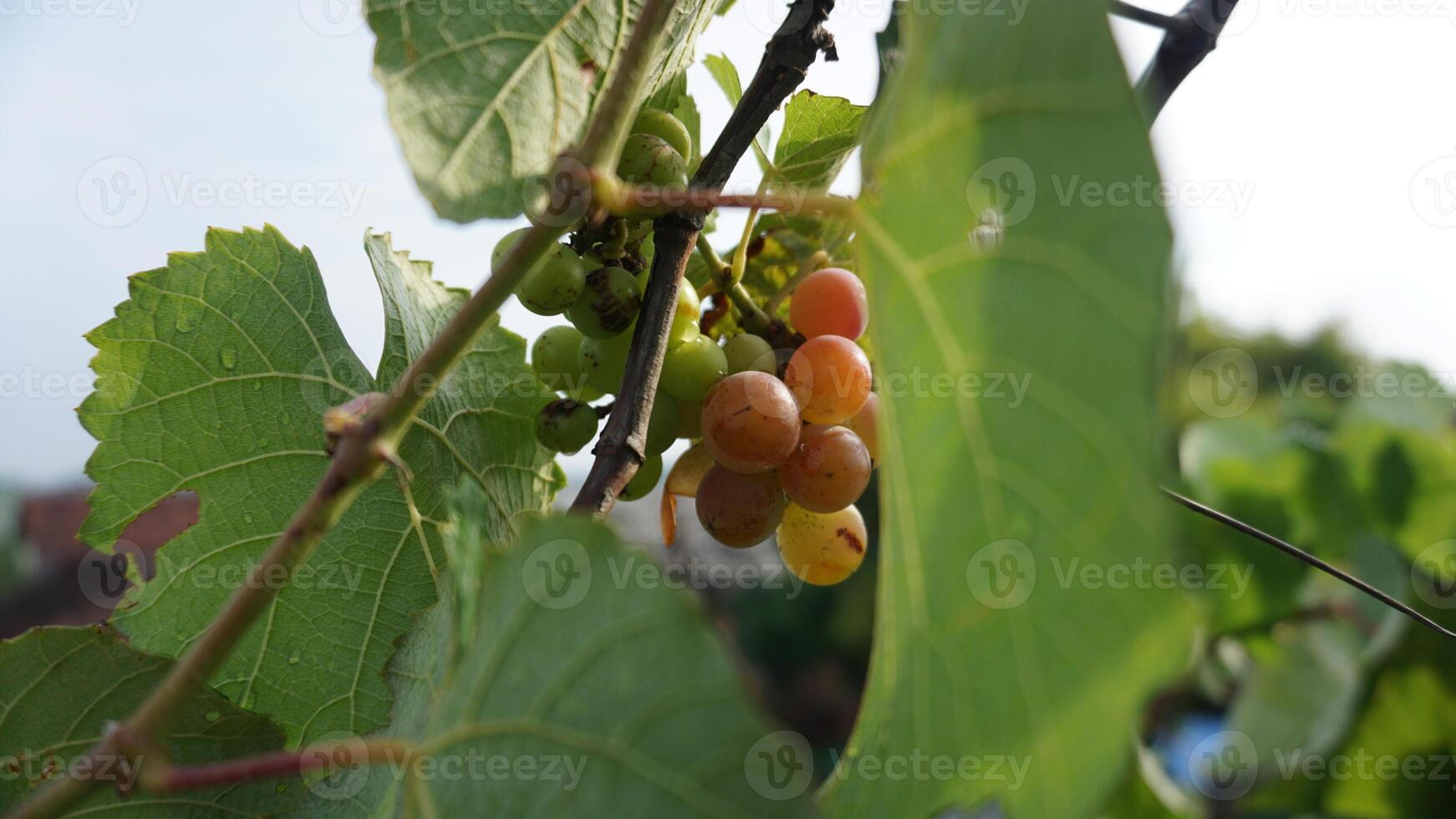 Bunch of grapes in a rooftop garden photo